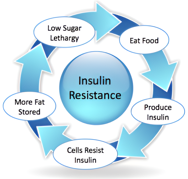 |Insulin-Resistance-Cycle|insulin|Insulin-Resistance-Cycle|Insulin|Insulin|